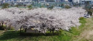 桜ドローン撮影本番 