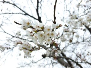 桜開花 