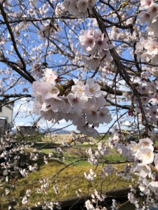 桜の季節ですね 