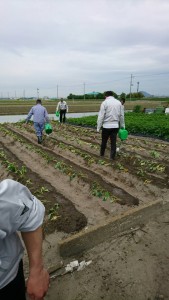 いもの苗植え 