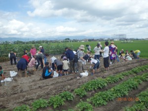 いよいよ、じゃがいも堀りです♪ 