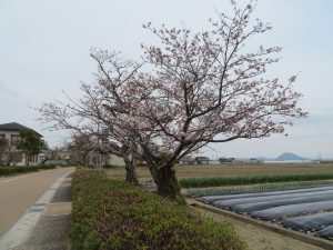 桜咲く 