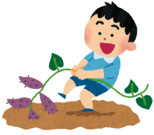 さつまいも 
