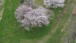 桜撮影 